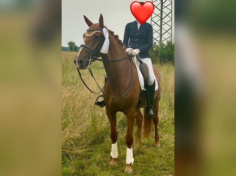 Holstein Mare 10 years 16,3 hh Chestnut-Red in Burgau