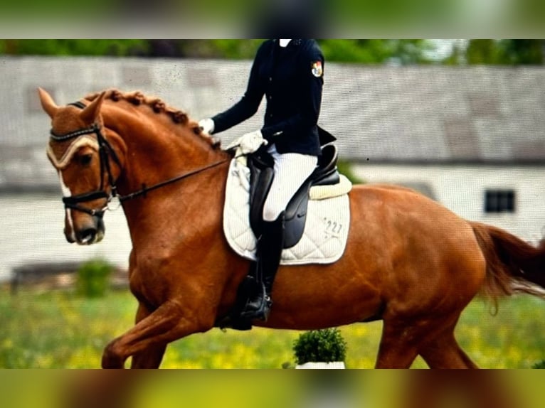 Holstein Mare 10 years 16,3 hh Chestnut-Red in Burgau