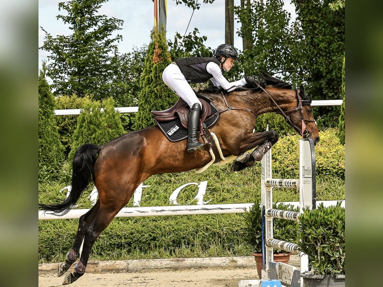 Holstein Mare 10 years 16 hh Bay-Dark in Köln