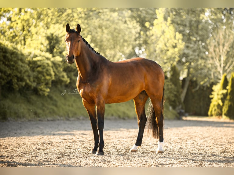 Holstein Mare 10 years 16 hh Brown in Diekhusen-Fahrstedt