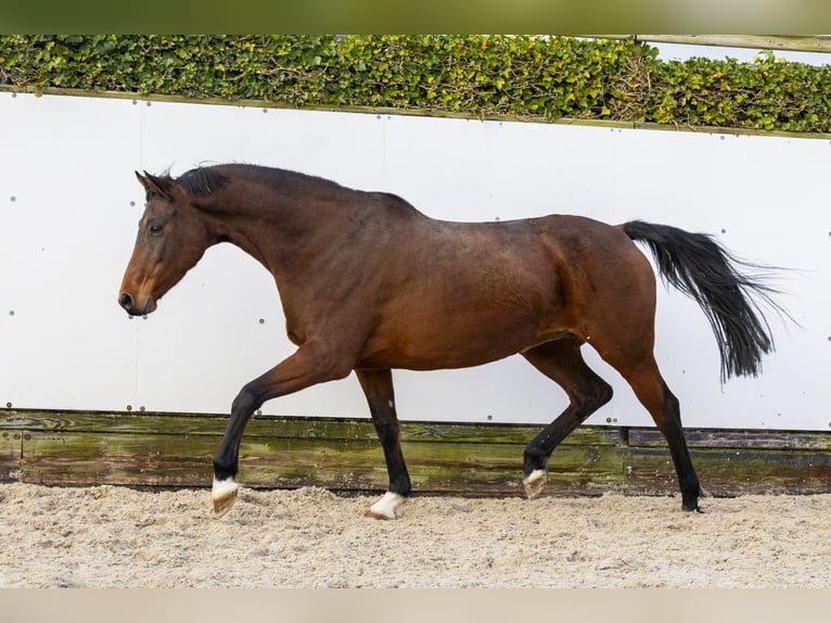 Holstein Mare 10 years 16 hh Brown in Waddinxveen