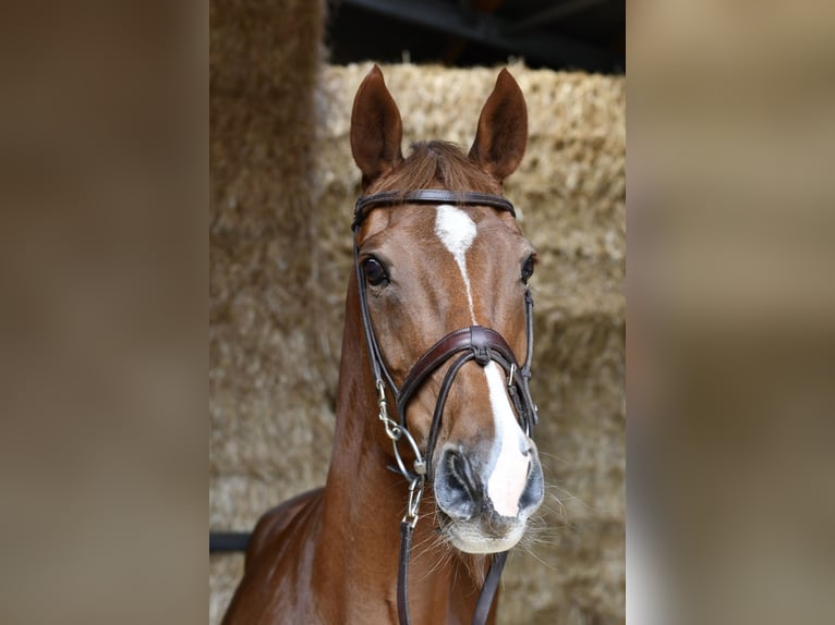 Holstein Mare 10 years 16 hh Chestnut-Red in Geilenkirchen