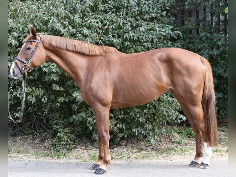 Holstein Mare 10 years 16 hh Chestnut-Red in Geilenkirchen