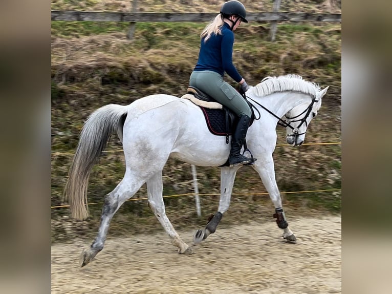 Holstein Mare 10 years 16 hh Gray in Meschede