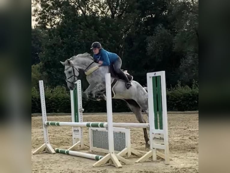 Holstein Mare 10 years 16 hh Gray in Meschede