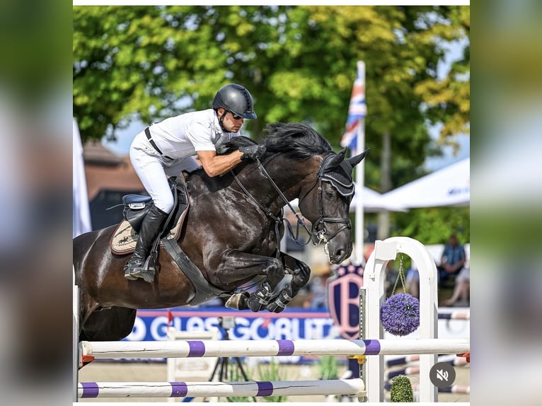 Holstein Mare 10 years 16,1 hh Black in Penig