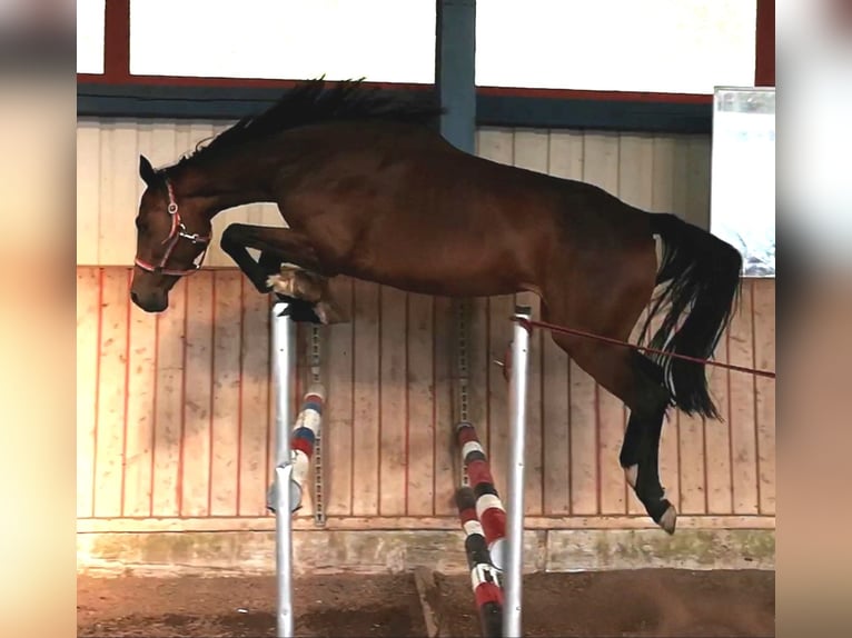 Holstein Mare 10 years 16,1 hh Brown in wonfurt