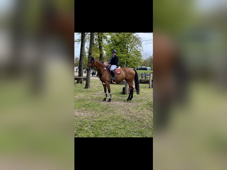 Holstein Mare 10 years 16,1 hh Brown in Praha