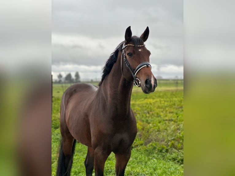 Holstein Mare 10 years 16,2 hh Bay-Dark in Deitingen