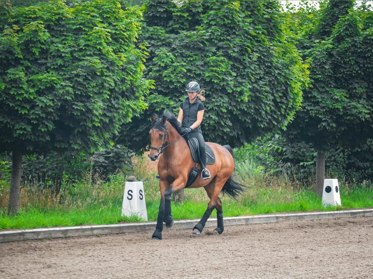 Holstein Mare 10 years 16,2 hh Brown in Hamburg