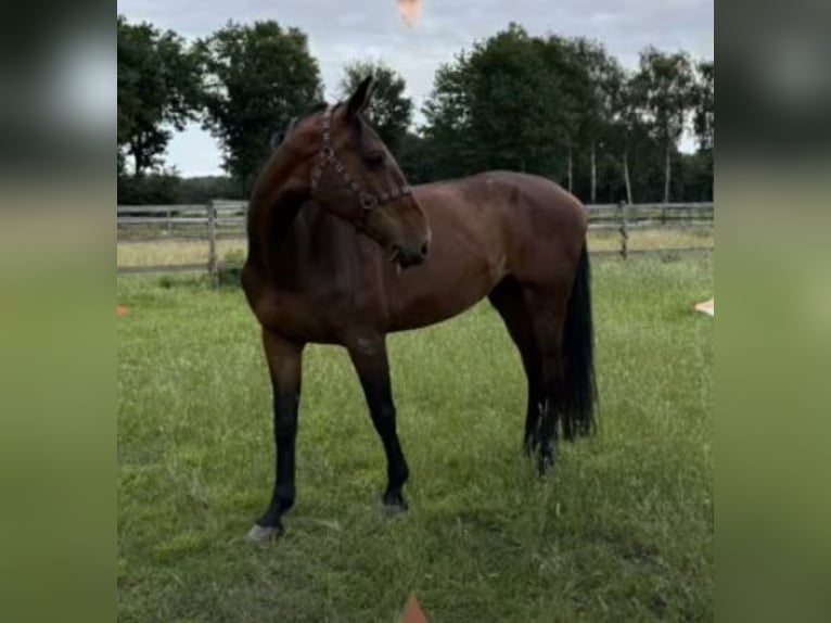 Holstein Mare 10 years 16,2 hh Brown in Neustadt am R&#xFC;benberge