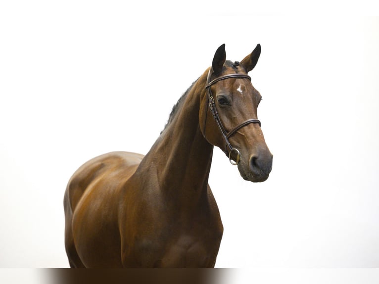 Holstein Mare 10 years 16,2 hh Brown in Waddinxveen