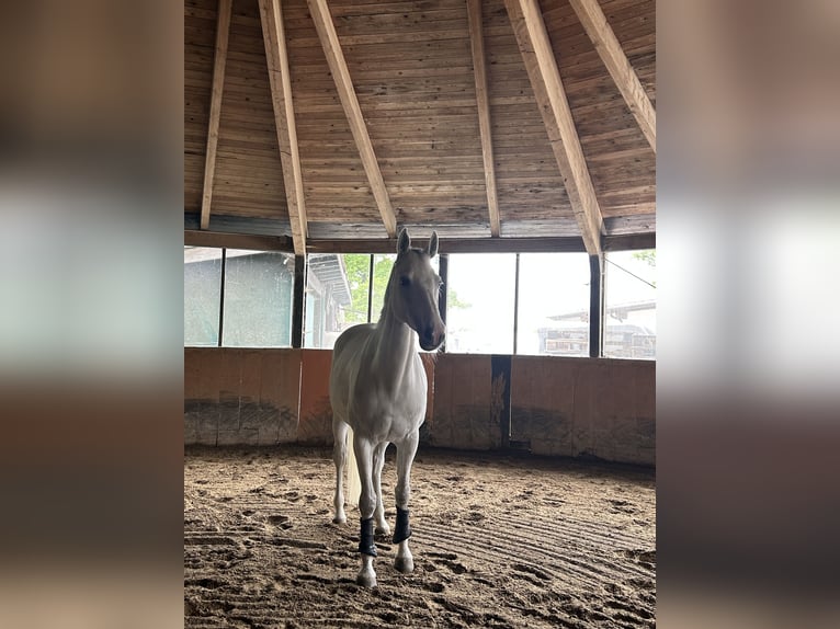 Holstein Mare 10 years 16,2 hh Grey in Utting am Ammersee