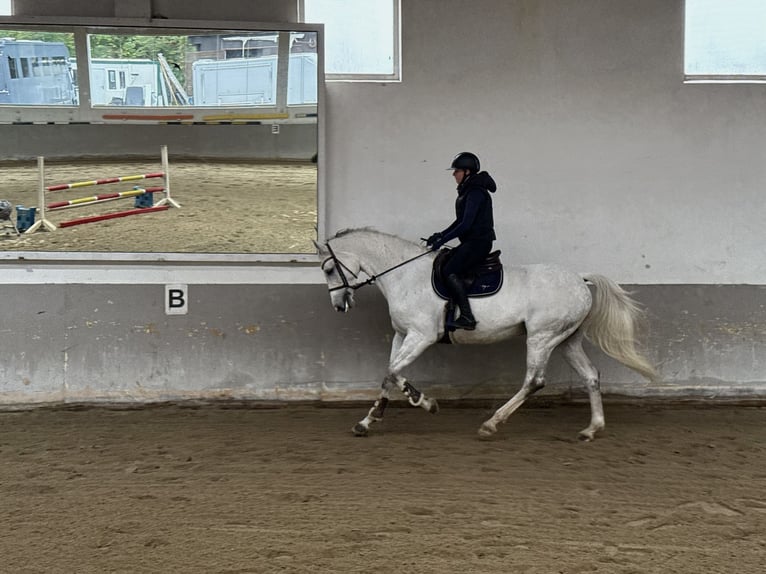 Holstein Mare 10 years 16,2 hh Grey in Utting am Ammersee
