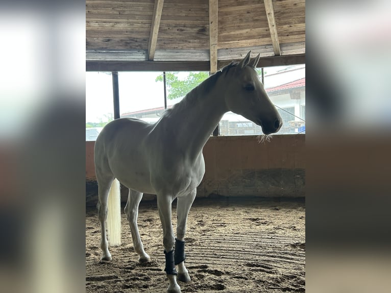Holstein Mare 10 years 16,2 hh Grey in Utting am Ammersee