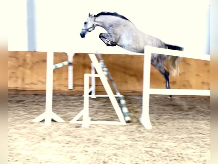 Holstein Mare 10 years 16,2 hh Grey in Breydin
