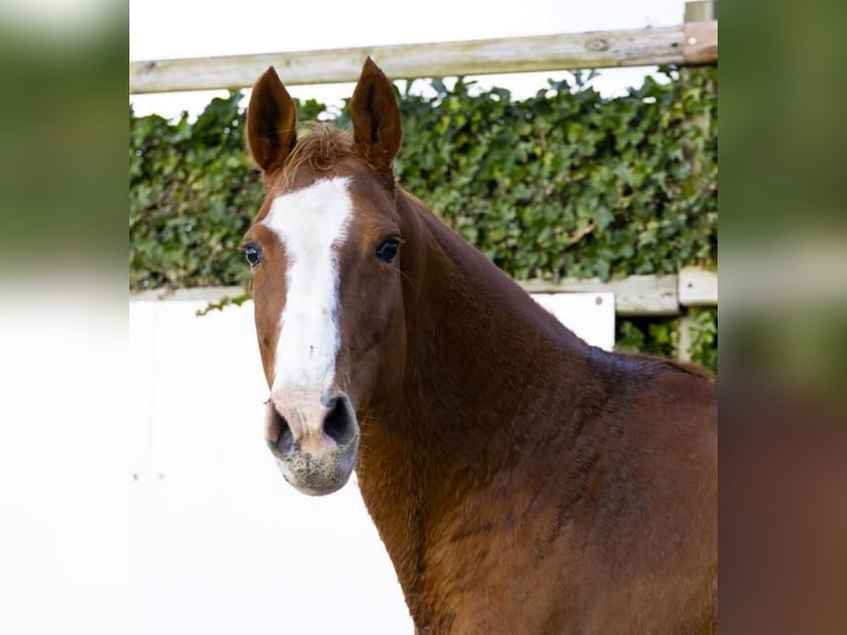 Holstein Mare 10 years 16,2 hh in Someren