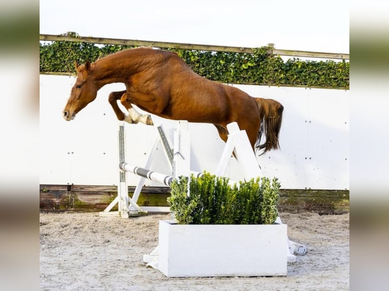 Holstein Mare 10 years 16,2 hh in Someren