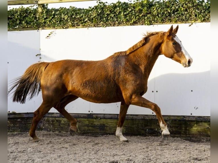 Holstein Mare 10 years 16,2 hh in Someren