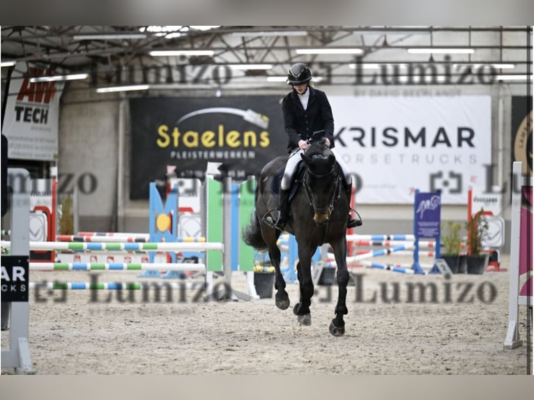 Holstein Mare 10 years 16,2 hh Smoky-Black in Kachtem