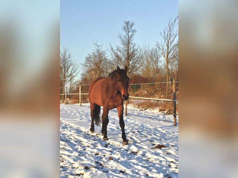 Holstein Mare 10 years 16,3 hh Brown in Gerswalde