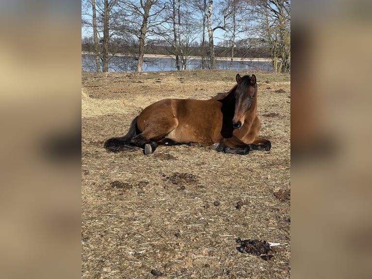 Holstein Mare 10 years 16,3 hh Brown in Gerswalde