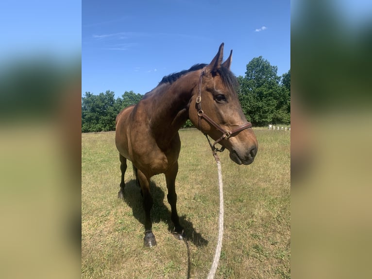 Holstein Mare 10 years 16,3 hh Brown in Gerswalde