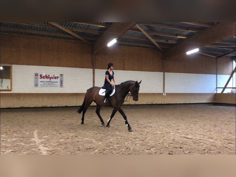Holstein Mare 10 years 16,3 hh Brown in Gerswalde