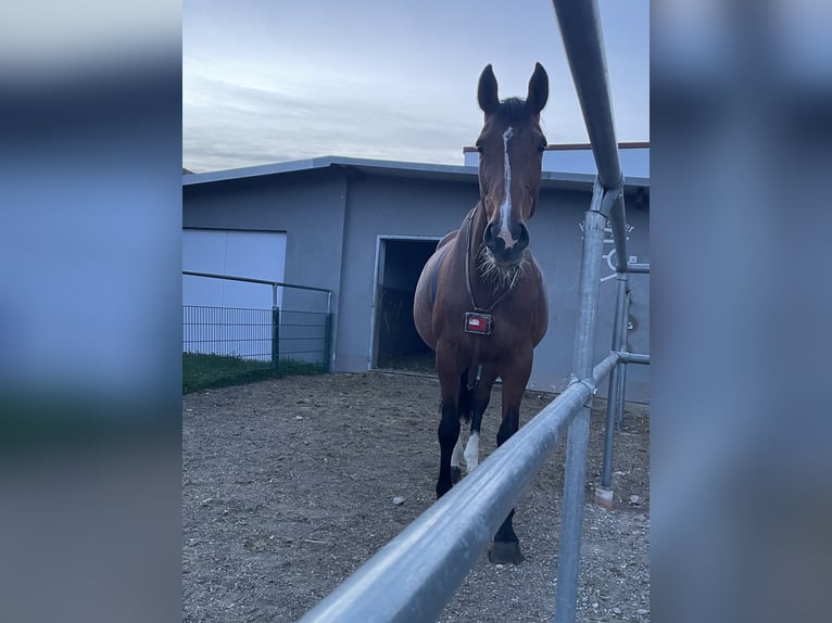 Holstein Mare 10 years 17 hh Brown in Malterdingen