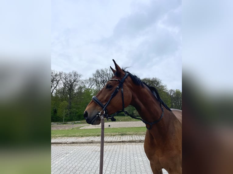 Holstein Mare 10 years 17 hh Brown in L&#xFC;beck