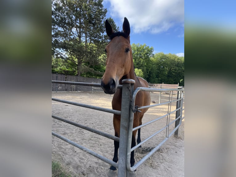 Holstein Mare 10 years 17 hh Brown in L&#xFC;beck