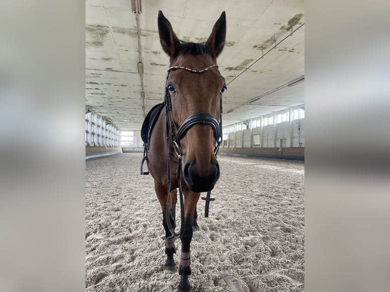 Holstein Mare 10 years 17 hh Brown in L&#xFC;beck