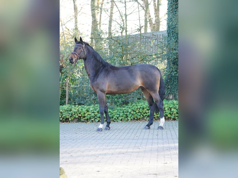 Holstein Mare 10 years 17 hh Brown in Ibbenbüren