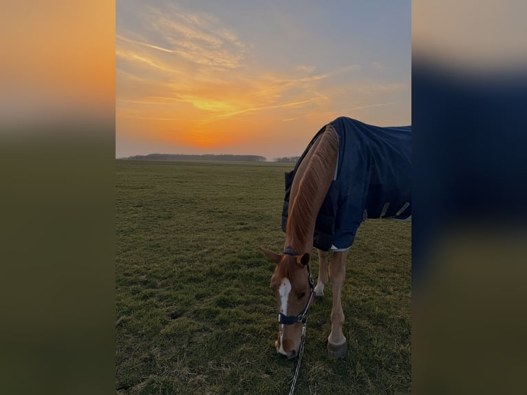 Holstein Mare 10 years 17 hh Chestnut-Red in Penig