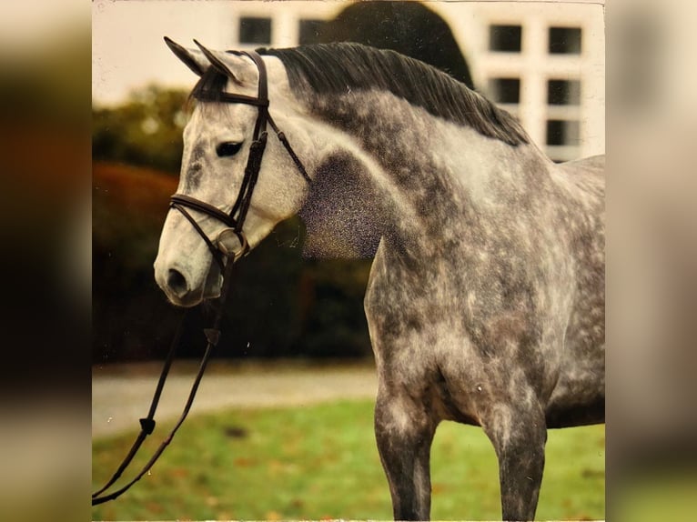 Holstein Mare 10 years 17 hh Grey in Aukrug