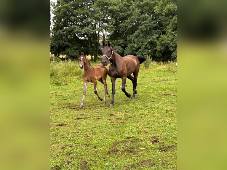 Holstein Mare 10 years 17,2 hh Smoky-Black in Borken