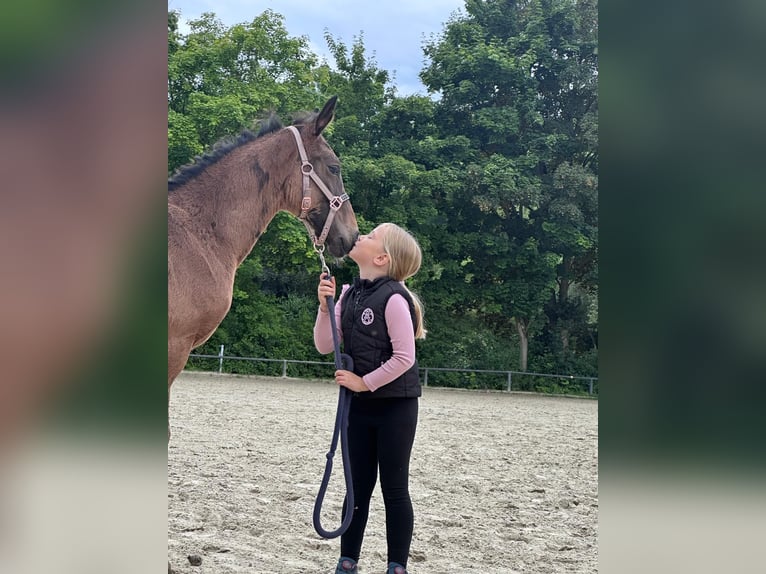 Holstein Mare 10 years 17,2 hh Smoky-Black in Borken