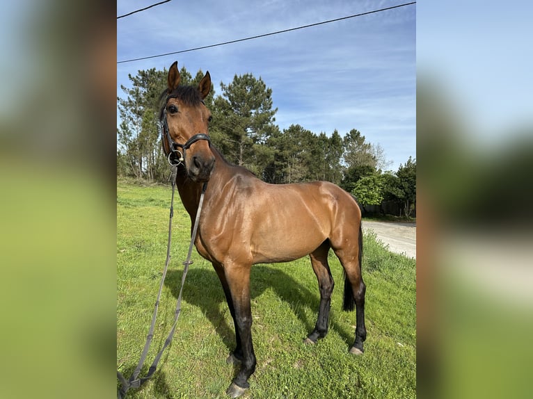 Holstein Mare 10 years Bay-Dark in Cañiza, A (Casco Urbano)