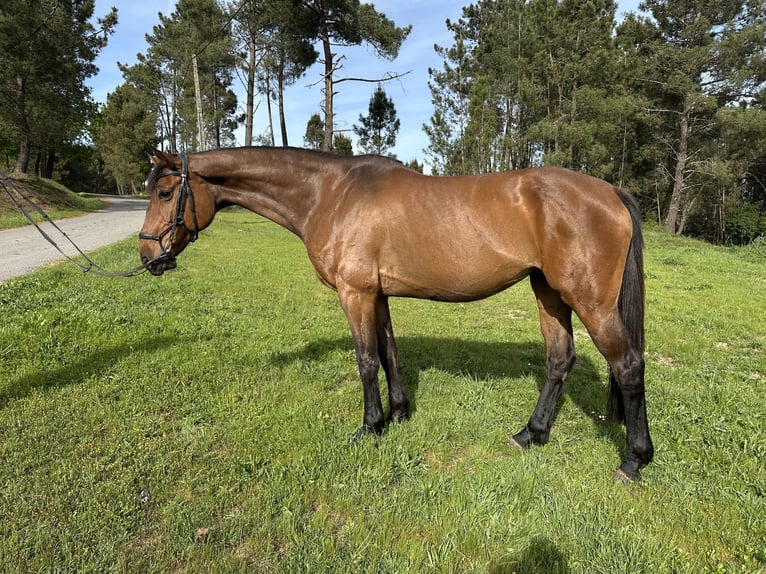 Holstein Mare 10 years Bay-Dark in Cañiza, A (Casco Urbano)