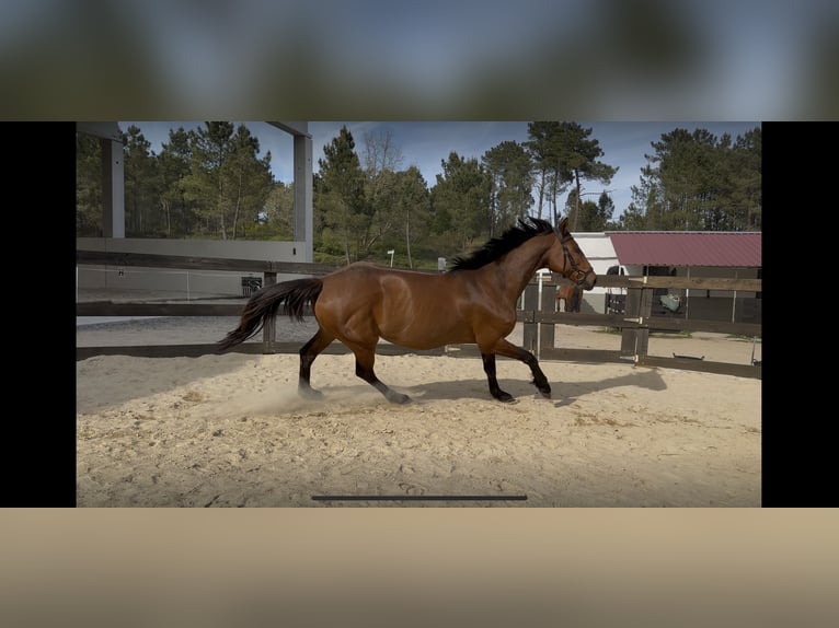 Holstein Mare 10 years Bay-Dark in Cañiza, A (Casco Urbano)