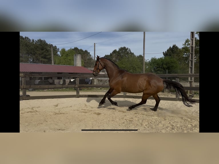 Holstein Mare 10 years Bay-Dark in Cañiza, A (Casco Urbano)