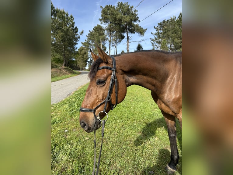 Holstein Mare 10 years Bay-Dark in Cañiza, A (Casco Urbano)