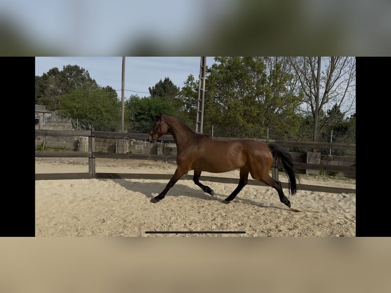 Holstein Mare 10 years Bay-Dark in Cañiza, A (Casco Urbano)