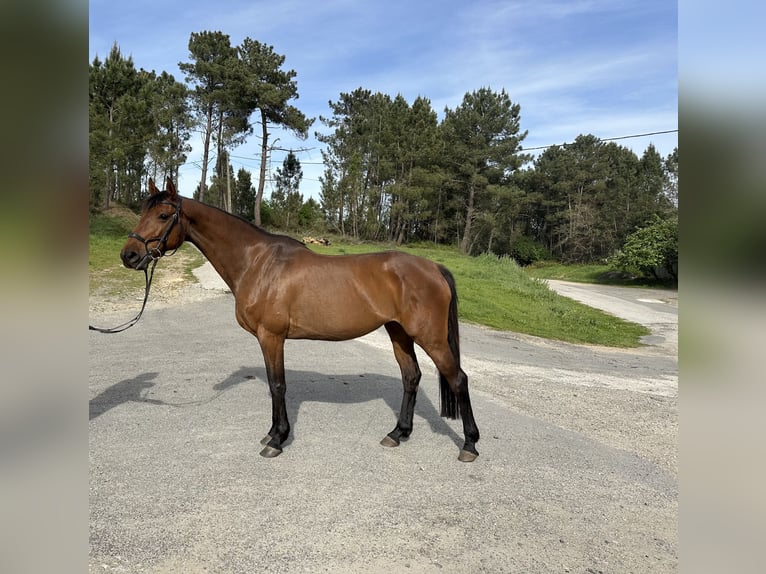 Holstein Mare 10 years Bay-Dark in Cañiza, A (Casco Urbano)