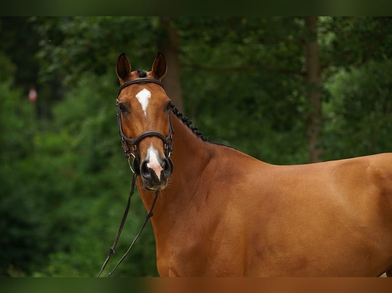 Holstein Mare 10 years Brown in St. Josefen
