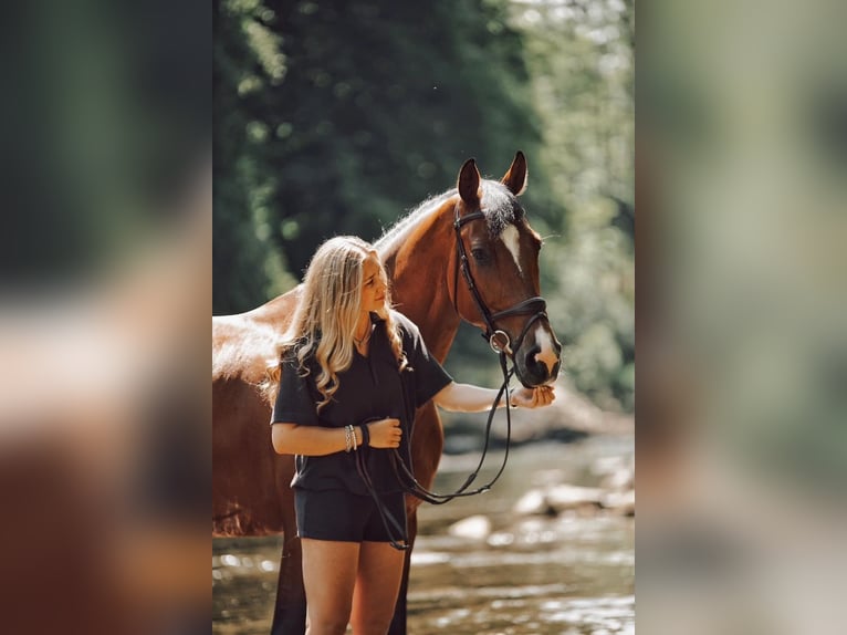 Holstein Mare 10 years Brown in St. Josefen