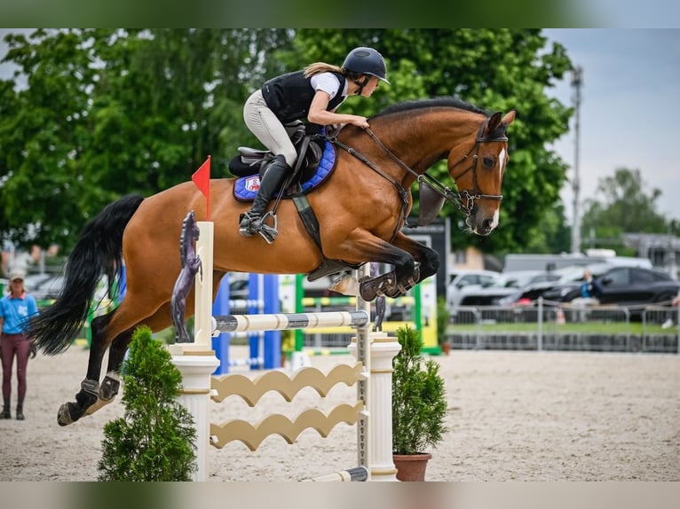 Holstein Mare 10 years Brown in St. Josefen