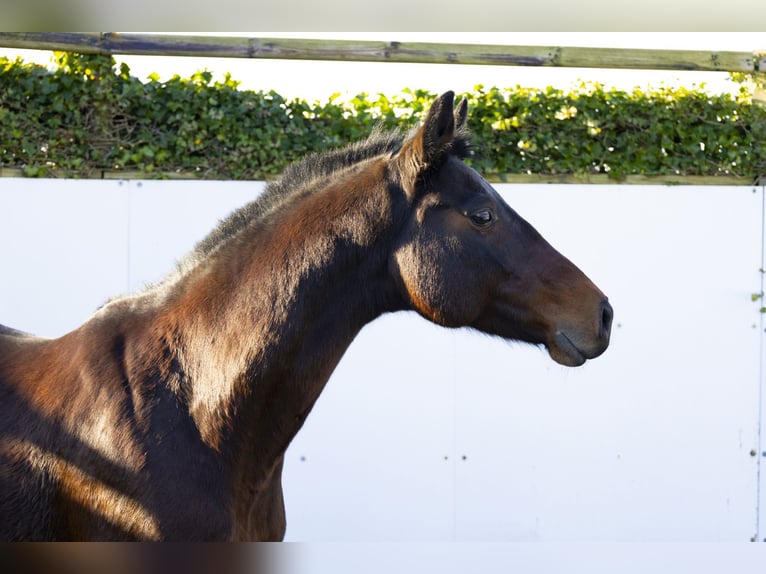 Holstein Mare 11 years 15,2 hh Brown in Waddinxveen