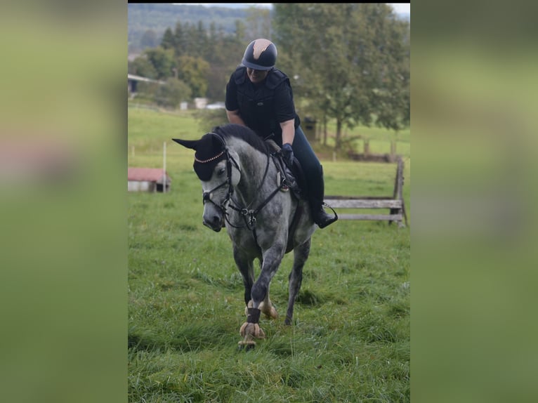 Holstein Mare 11 years 15,2 hh Gray in Gebhardshain