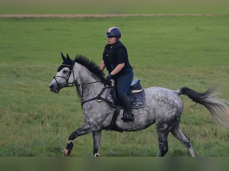 Holstein Mare 11 years 15,2 hh Gray in Gebhardshain